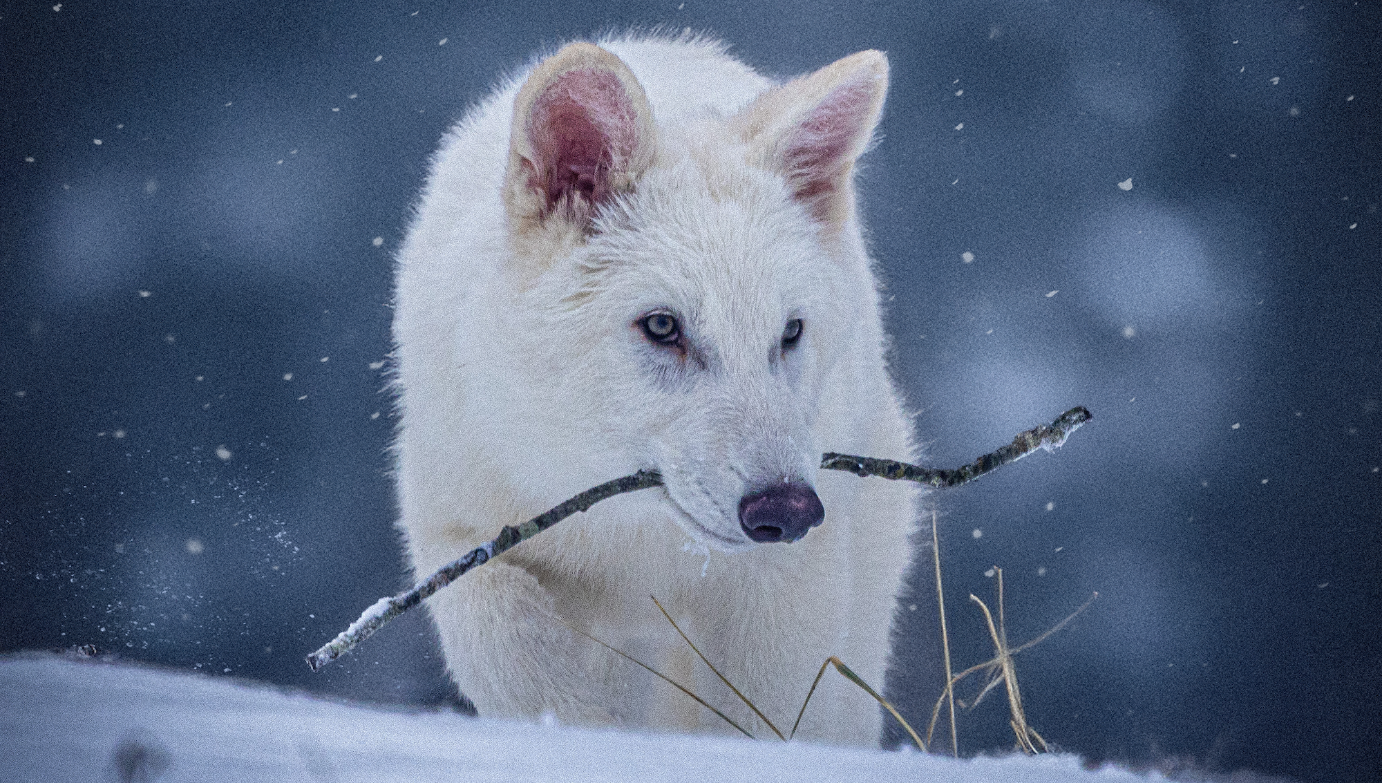 What Counts as a Real Dire Wolf? Unpacking the Big Debate