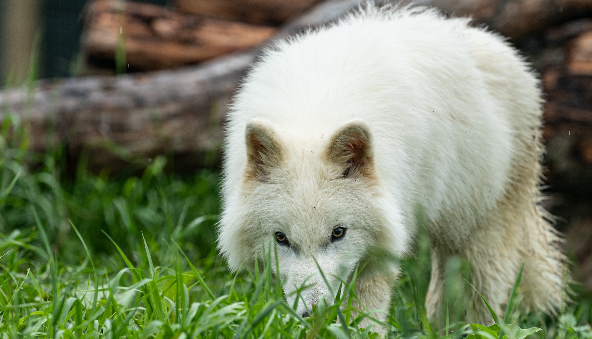 Colossal’s Dire Wolf Pack Is Finally One