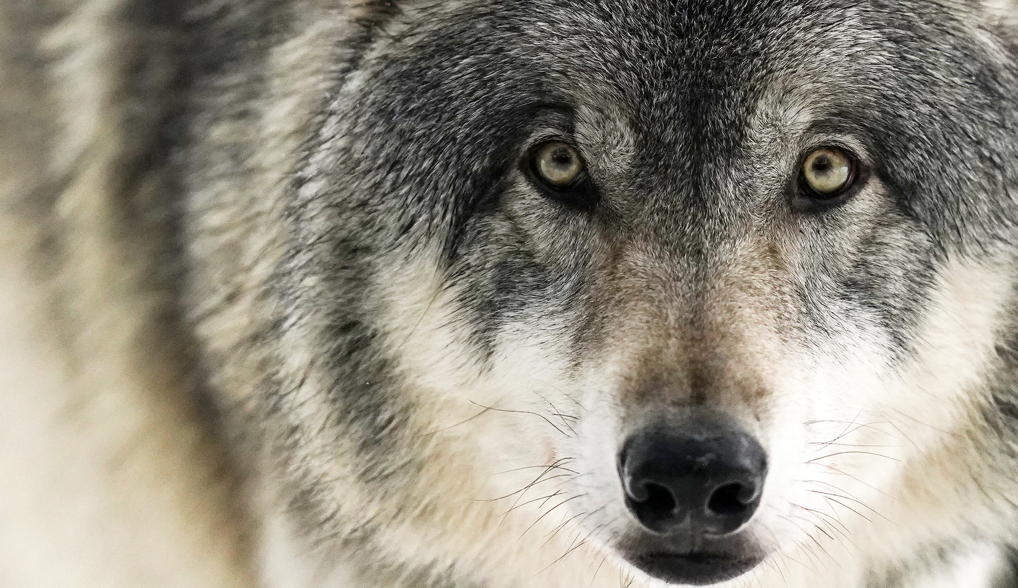Colossal Is Using New AI Tools That Might Just Save the Gray Wolf